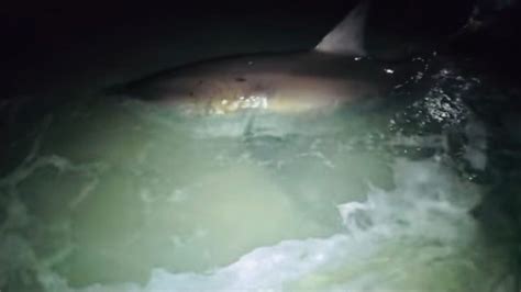 Great White Shark On Pensacola Beach Caught Released By Local Charter