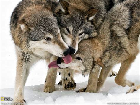 Three Brown Wolves Wolf National Geographic Animals Tongues Hd