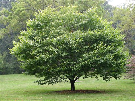 Filehornbeam Maple Acer Carpinifolium Tree 3264px