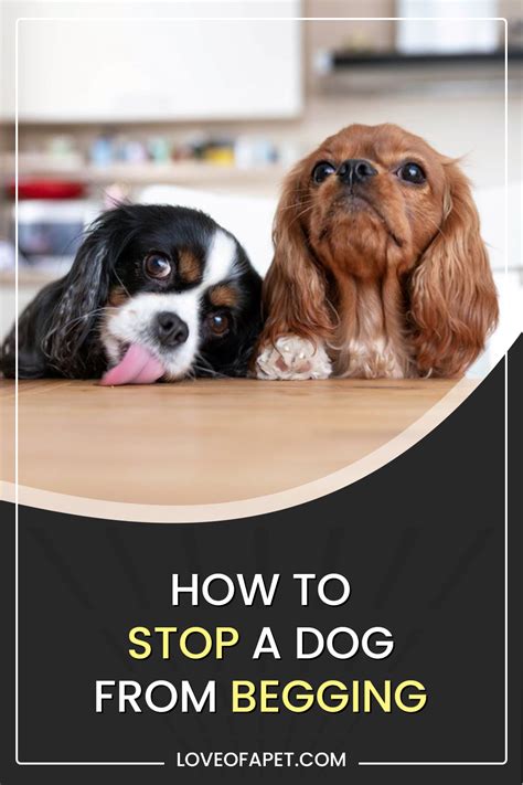 How To Stop A Dog From Begging 7 Easy Steps Love Of A Pet Dogs