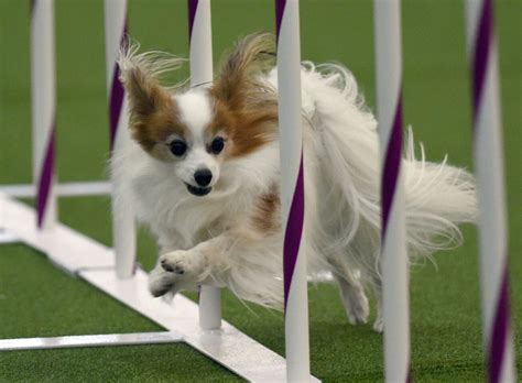 Westminster Kennel Club Agility Contest Los Angeles Times