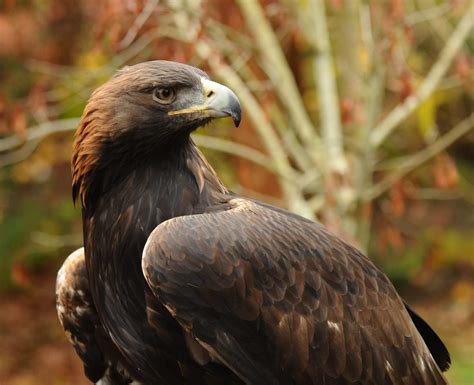 Golden Eagle Wildlife Images Rehabilitation And Education Center