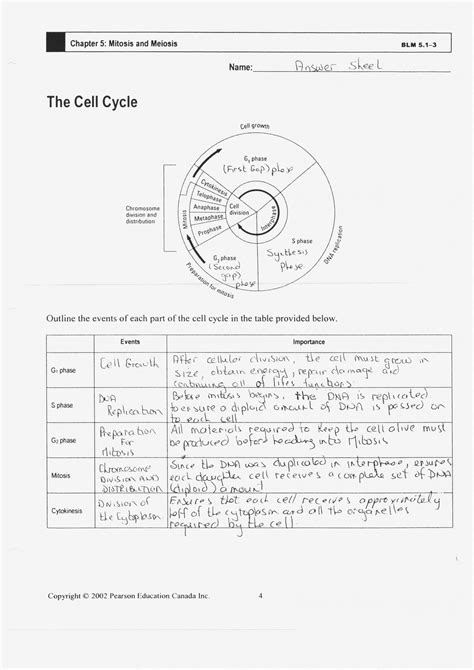 Cell Cycle Practice Worksheet