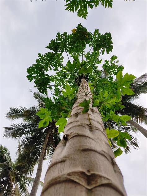 Cultivation Of Papaya Stock Image Image Of Village Arranged 29247279