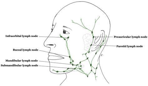 Figure Facial Lymph Nodes Lymphatic Drainage Statpearls Ncbi