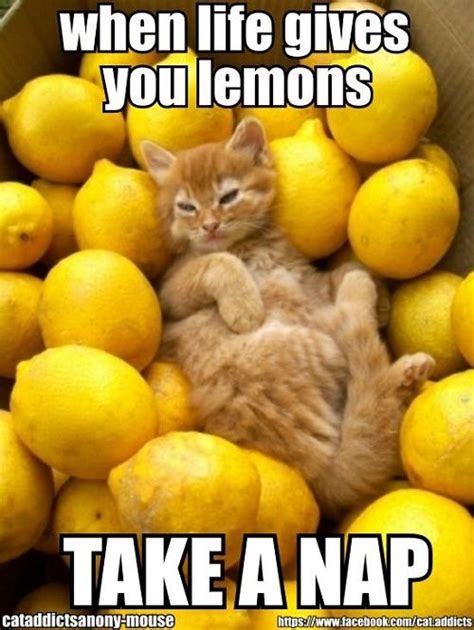 Naps Are Fun But Hey Are Better On A Lemon Matters