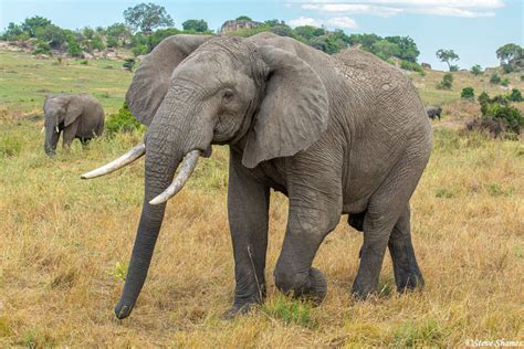 Serengeti Walking Elephant Serengeti National Park Tanzania 2020