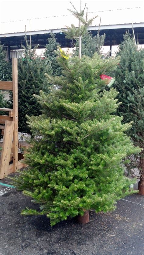 A Korean Fir Bandj Evergreen Grows These For Our Lot They Have A Very