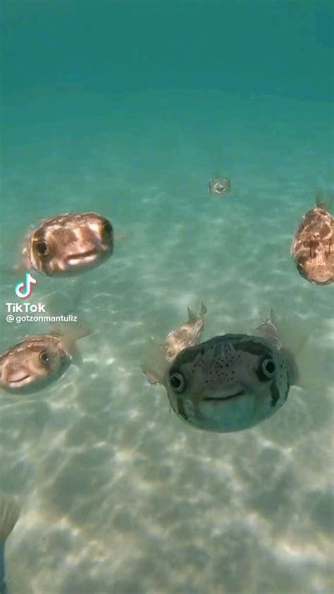 Smiling Pufferfish Rmademesmile