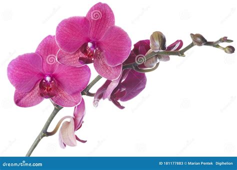 Beautiful Bouquet Of Pink Orchid Flowers Bunch Of Luxury Tropical