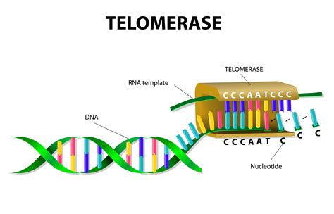 Enzima Telomerase Pdf