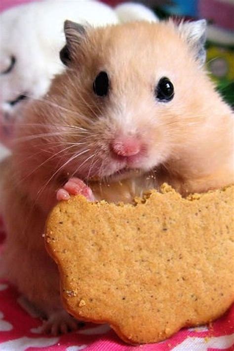 Cute Hamster Eating A Cookie Cute Animals Hamster Cute Hamsters