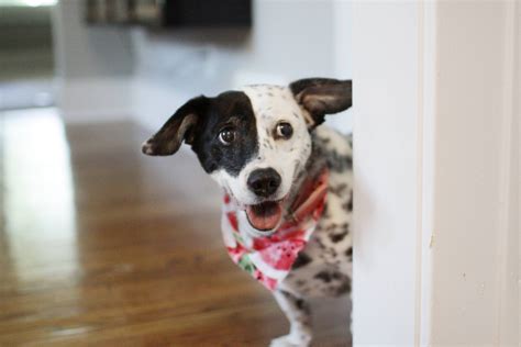 13 Corgi Hybrids That Are Too Cute To Miss