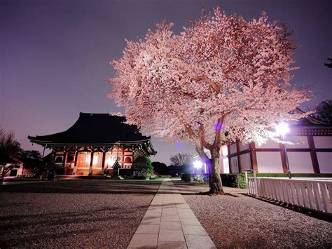 Anime Cherry Blossom Tree  ~ Sakura Pngimg Bocarawasute