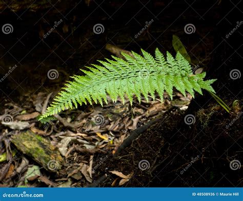 Silver Fern Ponga Tree Stock Photo Image Of Rotorua 48508936