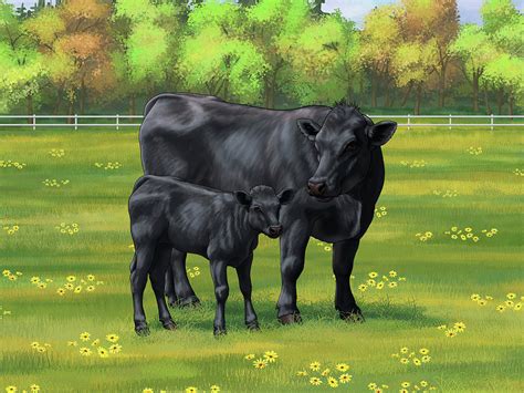 Black Angus Cow And Cute Calf In Summer Pasture Painting By Crista