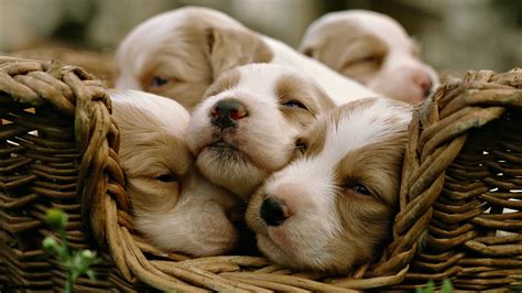 Wallpaper Baskets Baby Animals Puppies Puppy 1920x1080 Px