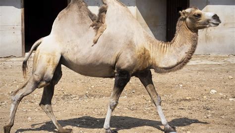 A camel's hump is a huge lump of fat on its have you ever wondered how the camel can see through the heavy winds blowing in the desert? What Is the Natural Habitat of Camels? | Sciencing