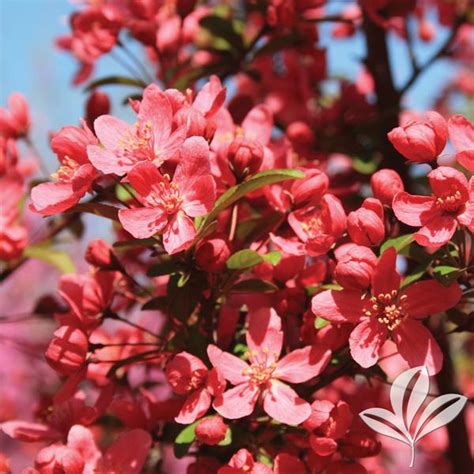 Crabapple Prairie Fire Fossil Creek Tree Farm