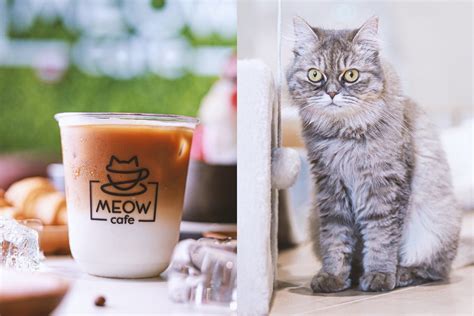 Abu Dhabis First Cat Café Meow Café Is Open Time Out Abu Dhabi