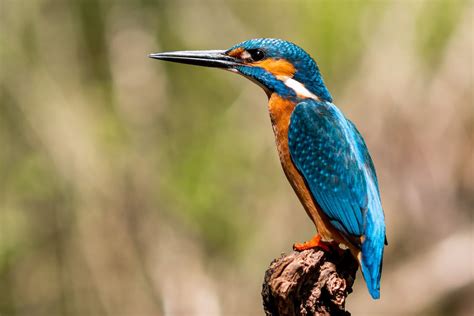 Close Up Shot Of A Kingfisher · Free Stock Photo