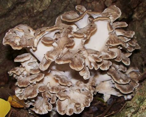 17 Best Images About Edible Wild Mushrooms On Pinterest