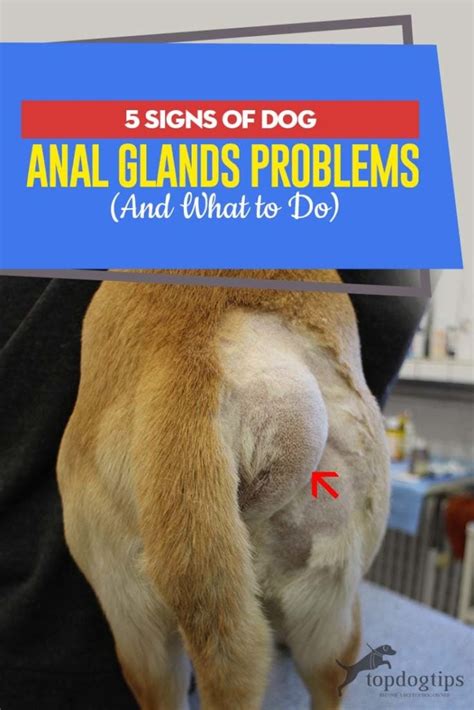 5 Indicators Of Canine Anal Glands Issues And What To Do About Them