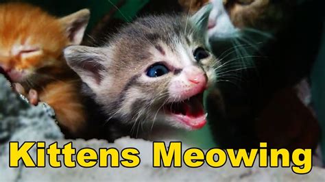 Five Baby Kittens Meowing Too Much Cuteness All Talking At The Same