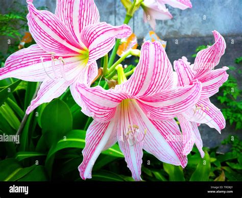 Star Lily Flower Tropical Plant Blooming In The Garden Or Pink And