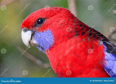 A Crimson Rosella Parrot In An Australian Rainforest Stock Photo