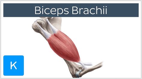 Biceps Brachii Muscle Origin Insertion And Innervation Human Anatomy