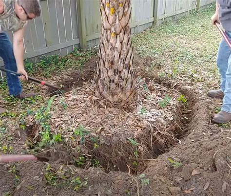How To Move A Large Palm Without Killing It With Pictures
