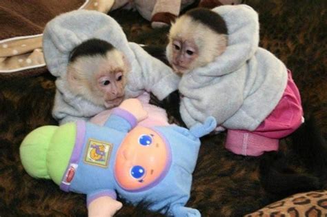 Capuchins Monkey Animals For Sale Louisville Ky 81474