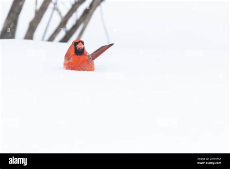 Northern Cardinal Cardinalis Cardinalis In Winter Stock Photo Alamy