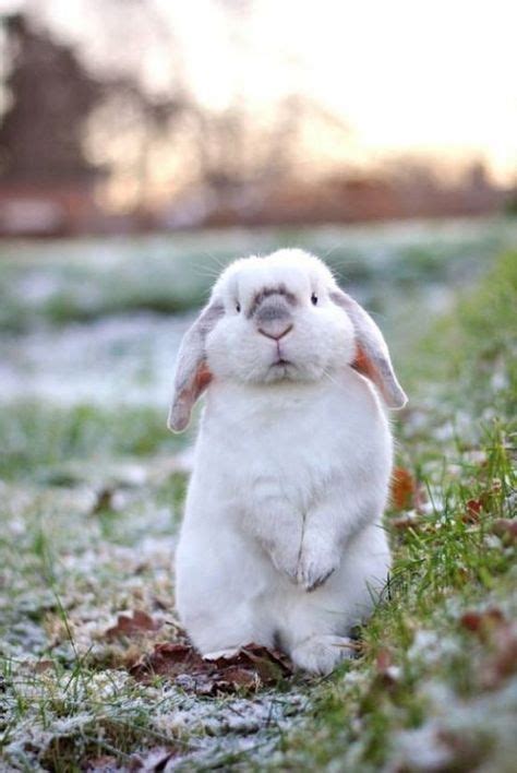 This Poor Little Bunny Has My Expression After Watching You Eat A Bowl