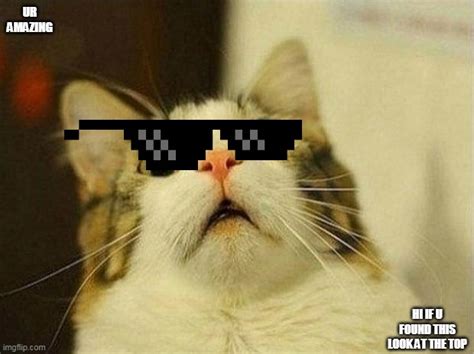 Suprised Cat With Sunglasses Imgflip