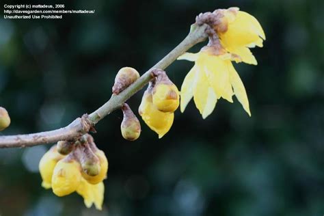 Plantfiles Pictures Chimonanthus Fragrant Wintersweet Tree Luteus