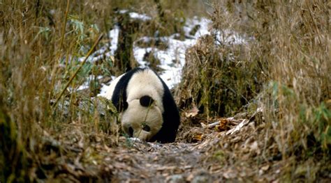Top 10 Facts About Pandas Wwf