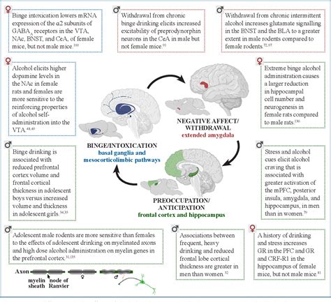 Figure 1 From Sex Differences In The Neurobiology Of Alcohol Use Disorder Semantic Scholar