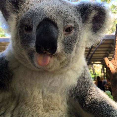 Pin On Koalas