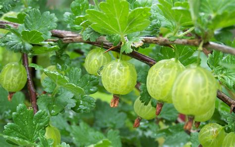 Gooseberry A Natural Health Rejuvenator Healthyliving From Nature