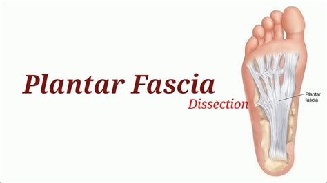 Dissection Of Plantar Fascia Anatomy Of Plantar Fascia Feet