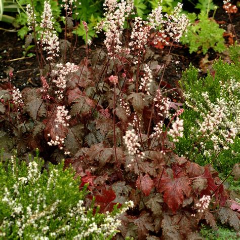 Heucherella Burnished Bronze From The Chelsea Gold Medal