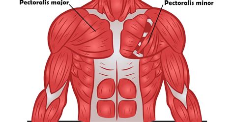 Anatomy Of The Upper Chest Area The Best Chest Exercises For Building