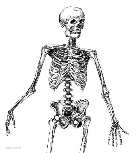 Skeletons Drawing At Getdrawings Free Download