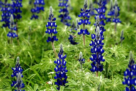 Blue Lupin Flowers Stock Photo Image Of Spring Field 2177548