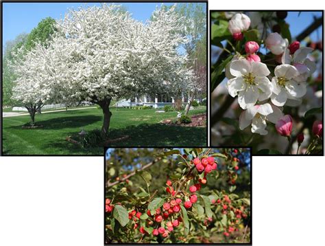 Donald Wyman Crab Hinsdale Nurseries