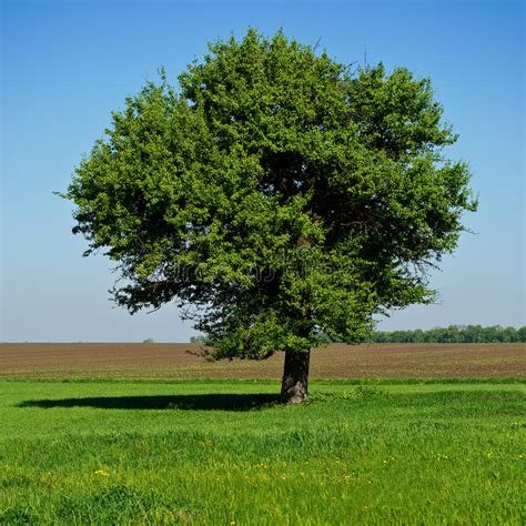 Single Tree Stock Image Image Of Idyllic Beautiful 15106187