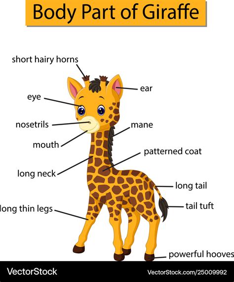 Diagram Showing Body Part Giraffe Royalty Free Vector Image