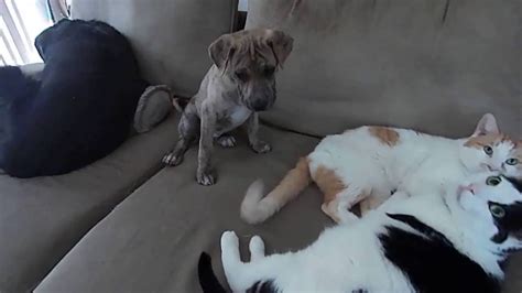 Puppy Climbs On Couch For First Time Youtube